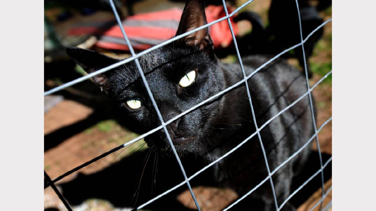 Former feral cat Socrates in his new home at Big Ears Animal Sanctuary. Picture: Geoff Robson