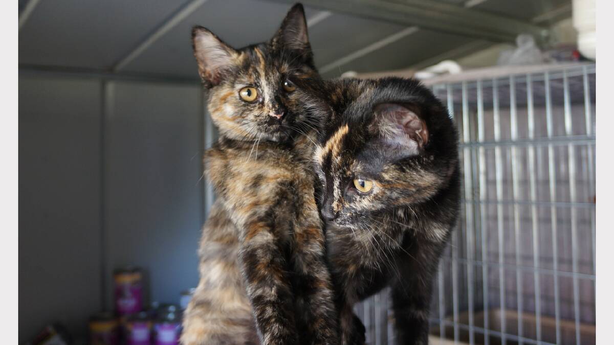 Cats for adoption at Just Cats Tasmania, Evandale.