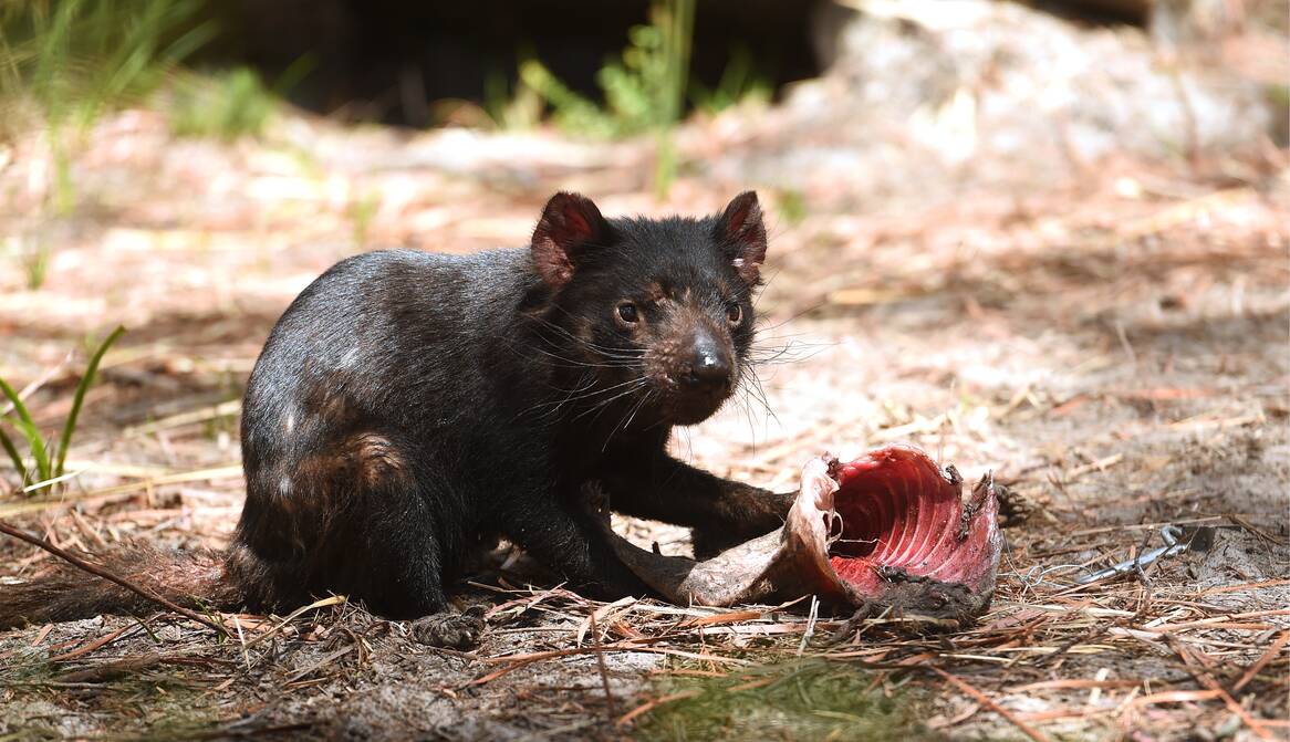 A Tasmanian devil enjoys a bite to eat at Saffire Freycinet's new devil enclosure. Picture: MARK JESSER