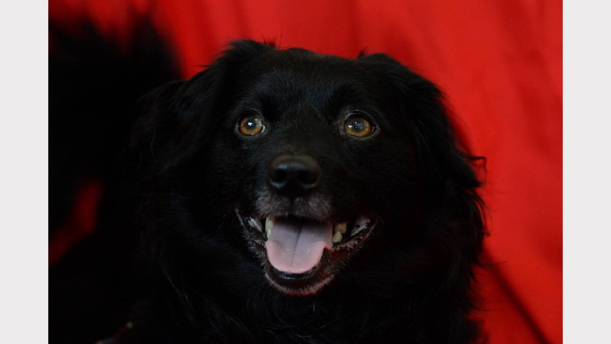 Wizard, the spaniel-cross, is looking for a home. Picture: Mark Jesser