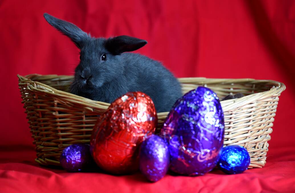 The Examiner wishes you a hoppy Easter! Picture: Mark Jesser