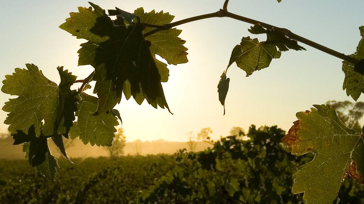 Fair Work to inspect Tamar Valley wine region