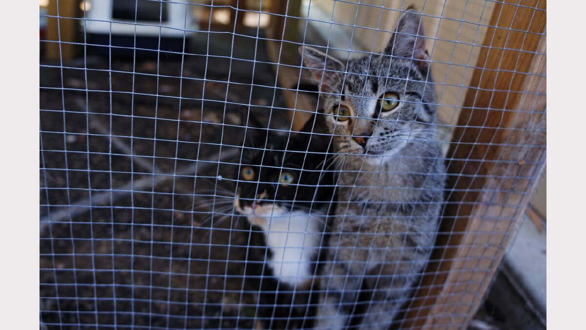 Cats for adoption at Just Cats Tasmania, Evandale.