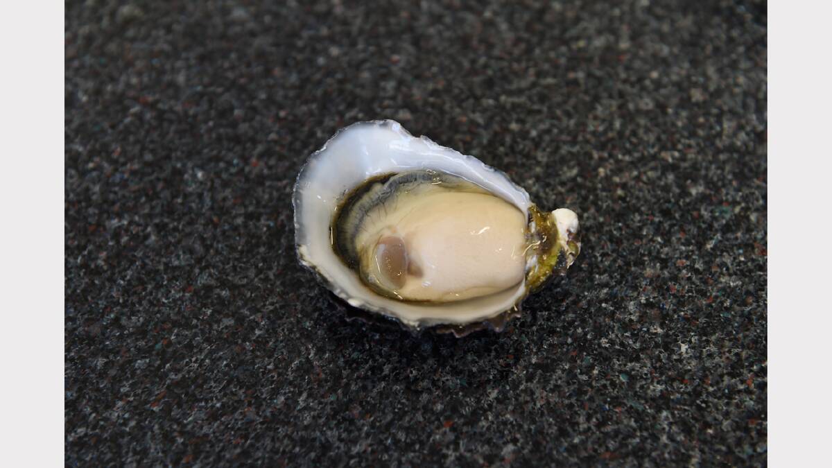 Oyster sewage leak 'no risk to health'