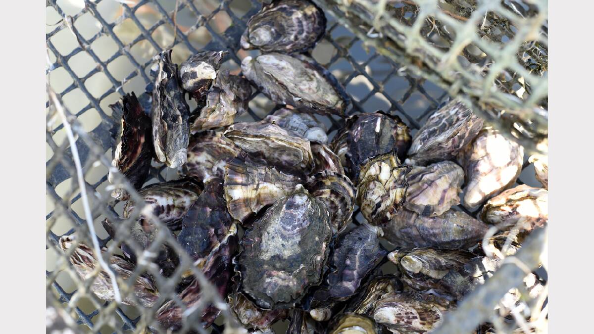 Warning after toxins found in East Coast shellfish