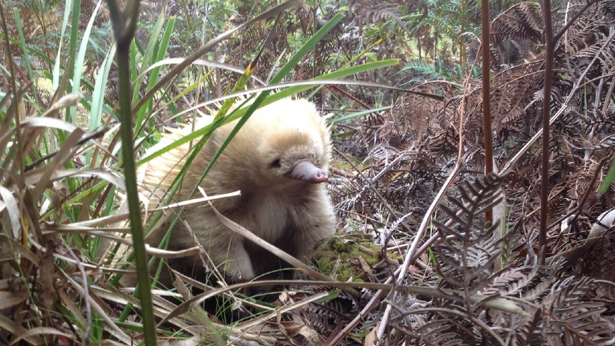 The unlikely Cupid - an albino echidna. 
