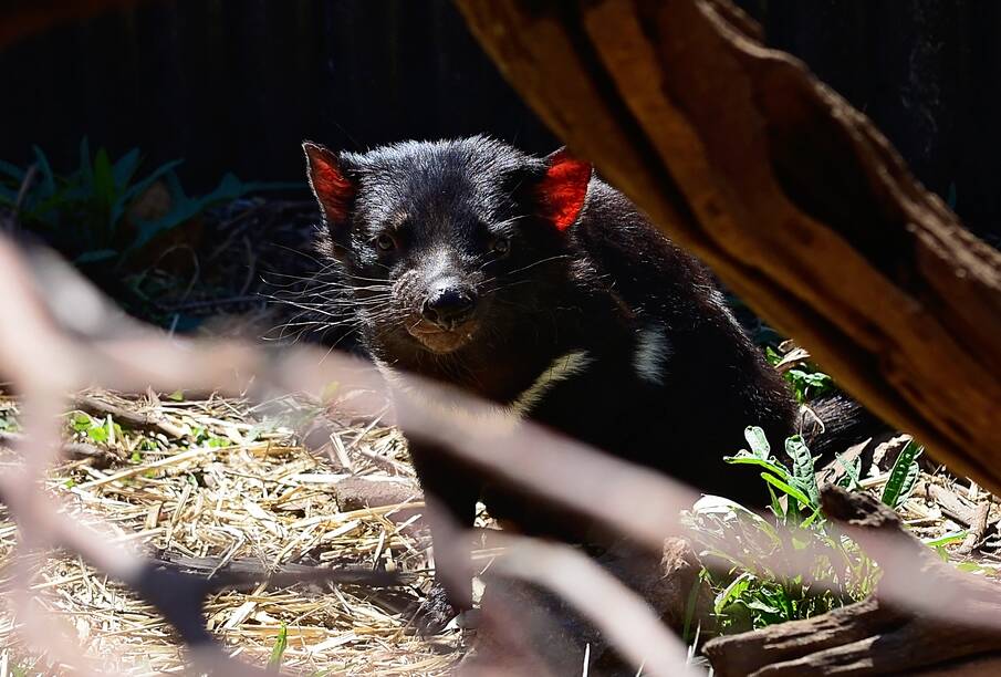 New devil cancer detected in Southern Tasmania