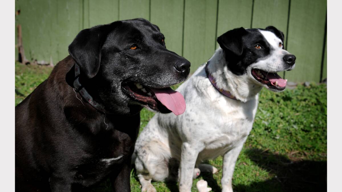 Dozer and Trigger are looking for their forever homes, hopefully together. Picture: GEOFF ROBSON