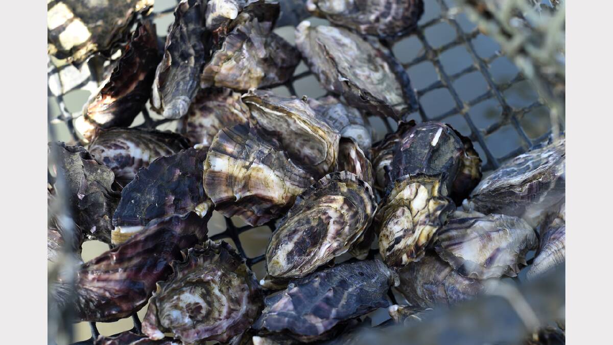 Close watch on syndrome detected in oyster lease