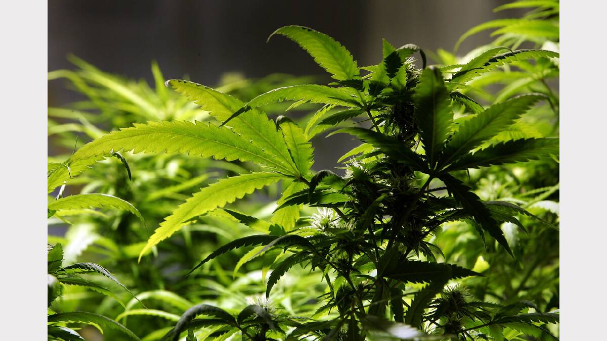 Dorset seeks cannabis industry 