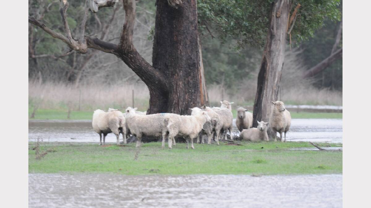 Sheep look for higher ground on Holwell Road. Picture: Paul Scambler