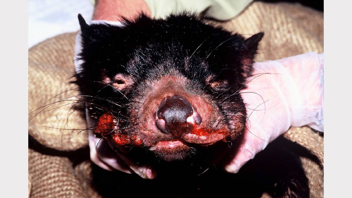 A Tasmanian devil with a diseased mouth. Picture: courtesy of Save the Tasmanian Devils Program