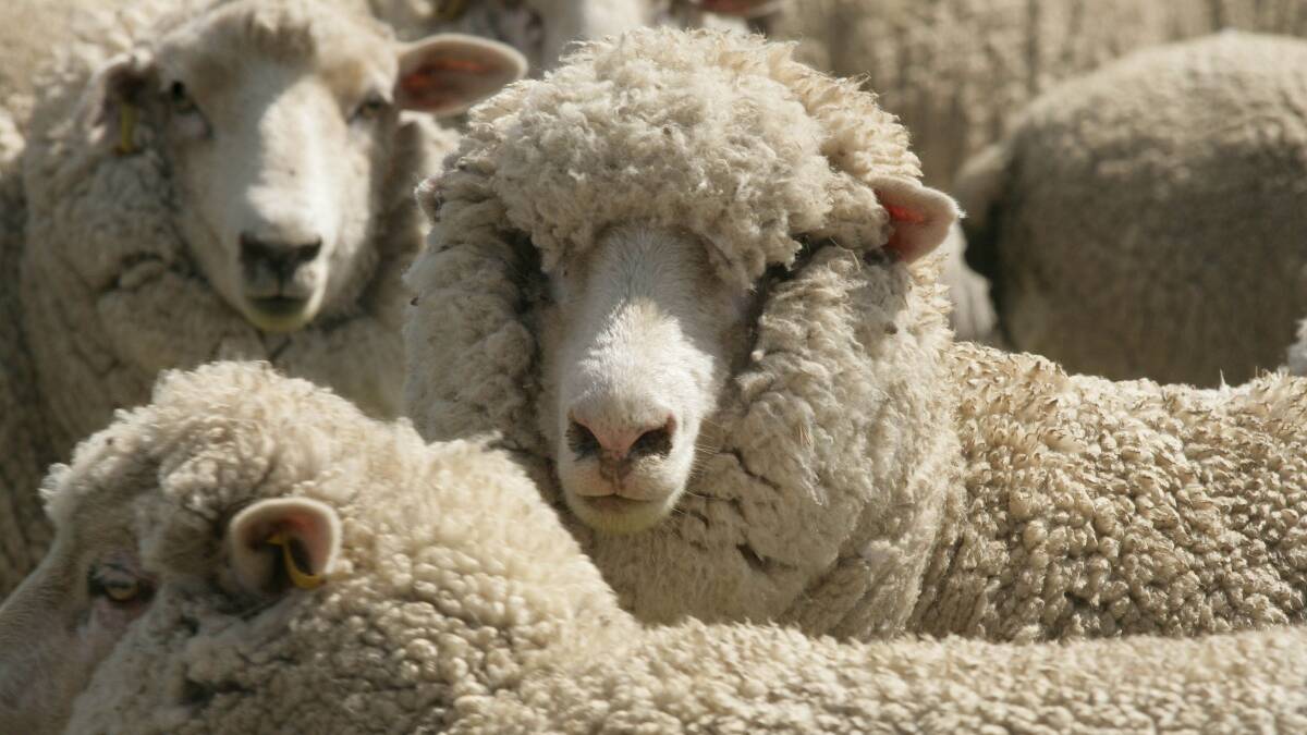 Sheep biosecurity focus at forum