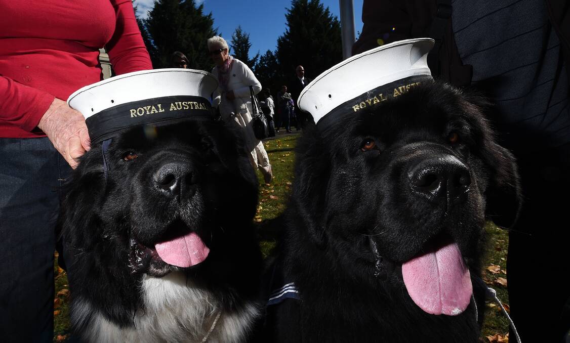 Show dogs Moose and Jack at the 11am Anzac Day service in Launceston on Saturday. Picture: Mark Jesser