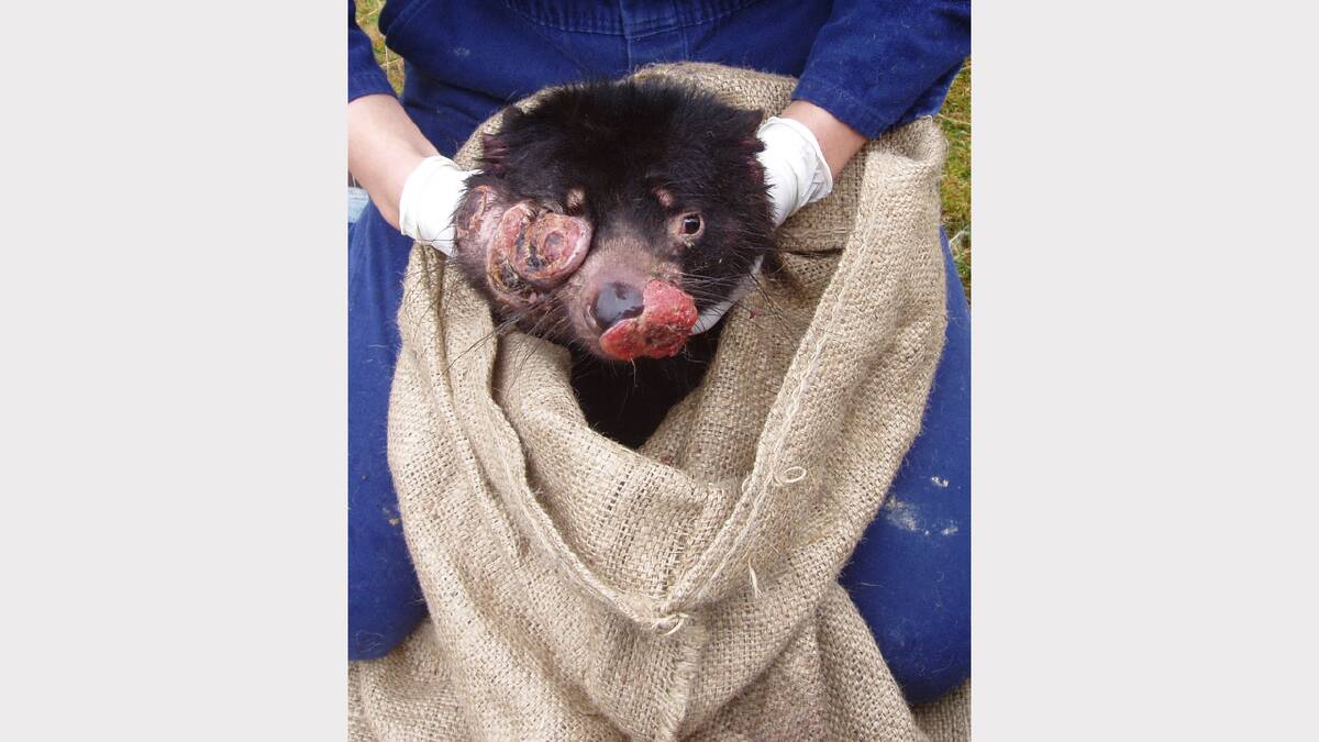 A Tasmanian devil with a diseased eye. Picture: courtesy of Save the Tasmanian Devils Program