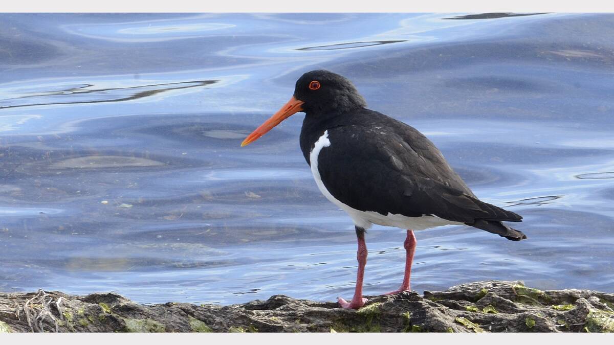 The oyster catcher is among the rare birds at risk of dogs in coastal areas.