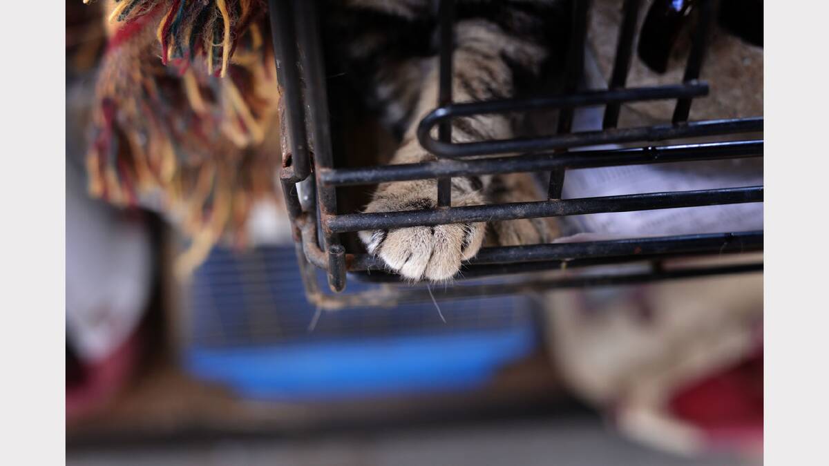 Research lacking on feral cat population