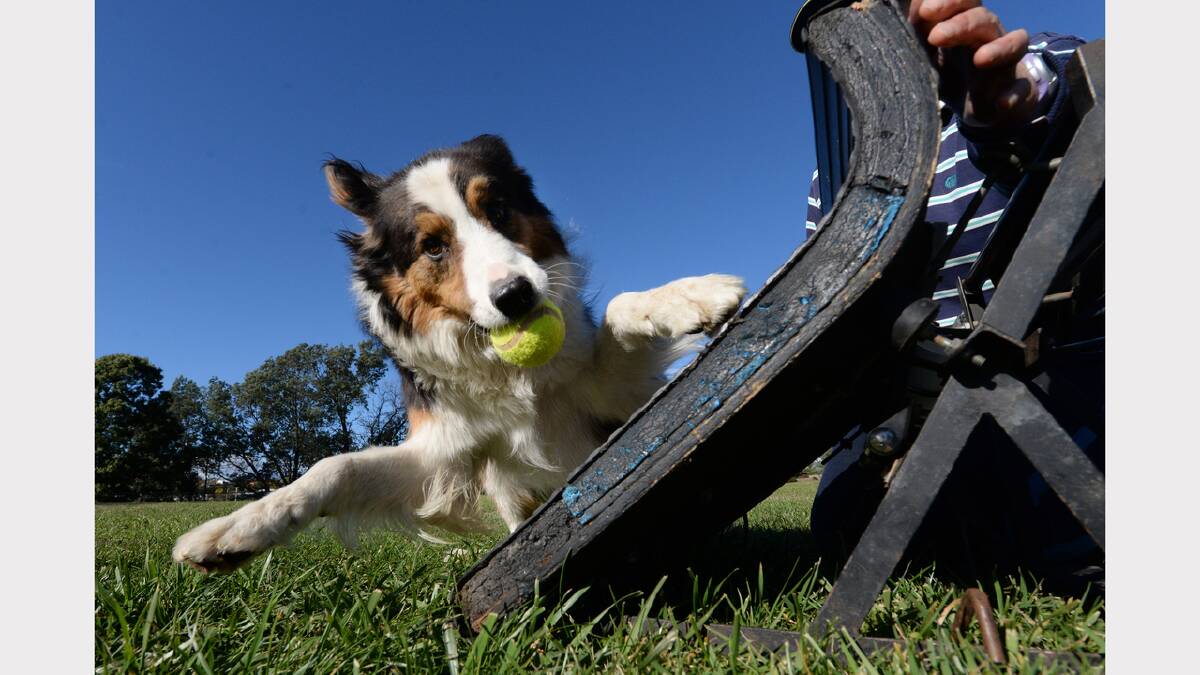 Echo demonstrates how it is done at a flyball training session at Summerhill. Picture: Mark Jesser