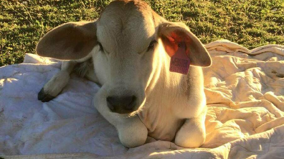 Beryl is often found sleeping on the bath mats thanks to her love of rugs. Photo: Beryl the Brahman/Facebook 