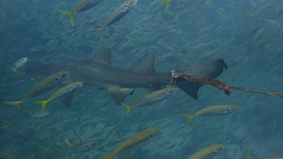 SPOTTED: This Grey Nurse Shark has been swimming around the Port Stephens-Great Lakes Marine Park with a rope tied to its tail for up to eight weeks. Picture: Simon Macks 