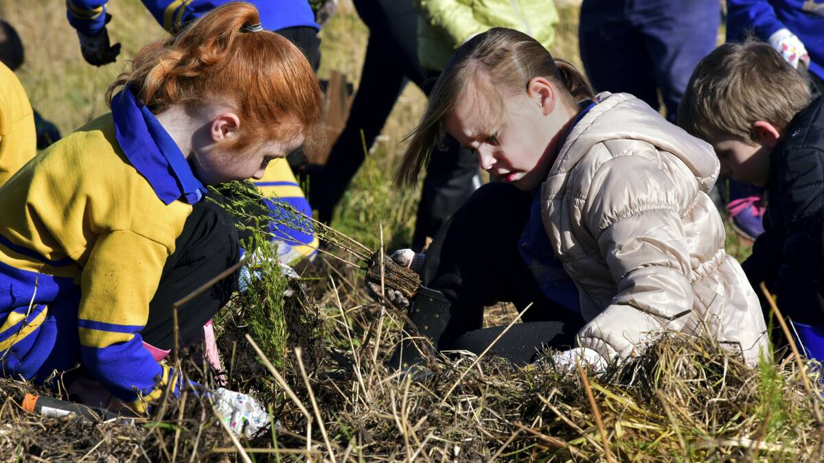 Mowbray Heights pupils Leanna Vandermolen and Alyssa Seen planting trees at Newnham. Picture: NEIL RICHARDSON