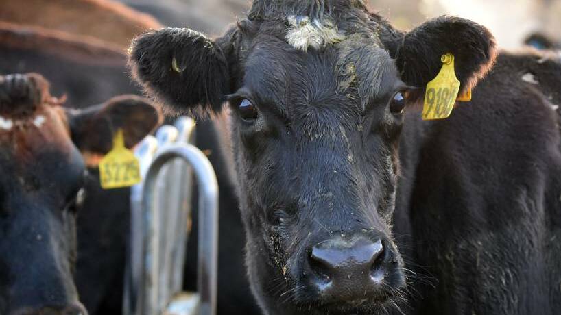 dairy farmers have been dealt another bitter blow after price setter processor Murray Goulburn posted a weak opening farmgate milk price for the upcoming 2016-17 season.