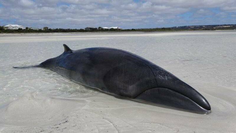 The rare pygmy right whale stranded on the beach. Picture: Pierre Gregor.