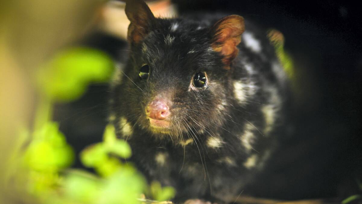 Baby quolls are among the latest additions to the Trowunna Wildlife Park. Picture: PHILLIP BIGGS