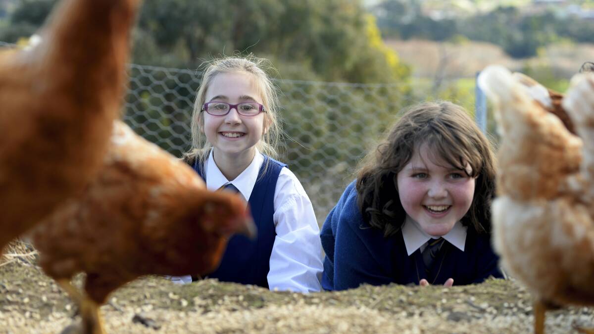Larmenier grade 4 pupils Ela Coleman and Sophie Olkers  keep a watch on the pecking order in the chook yard. Pictures: MARK JESSER