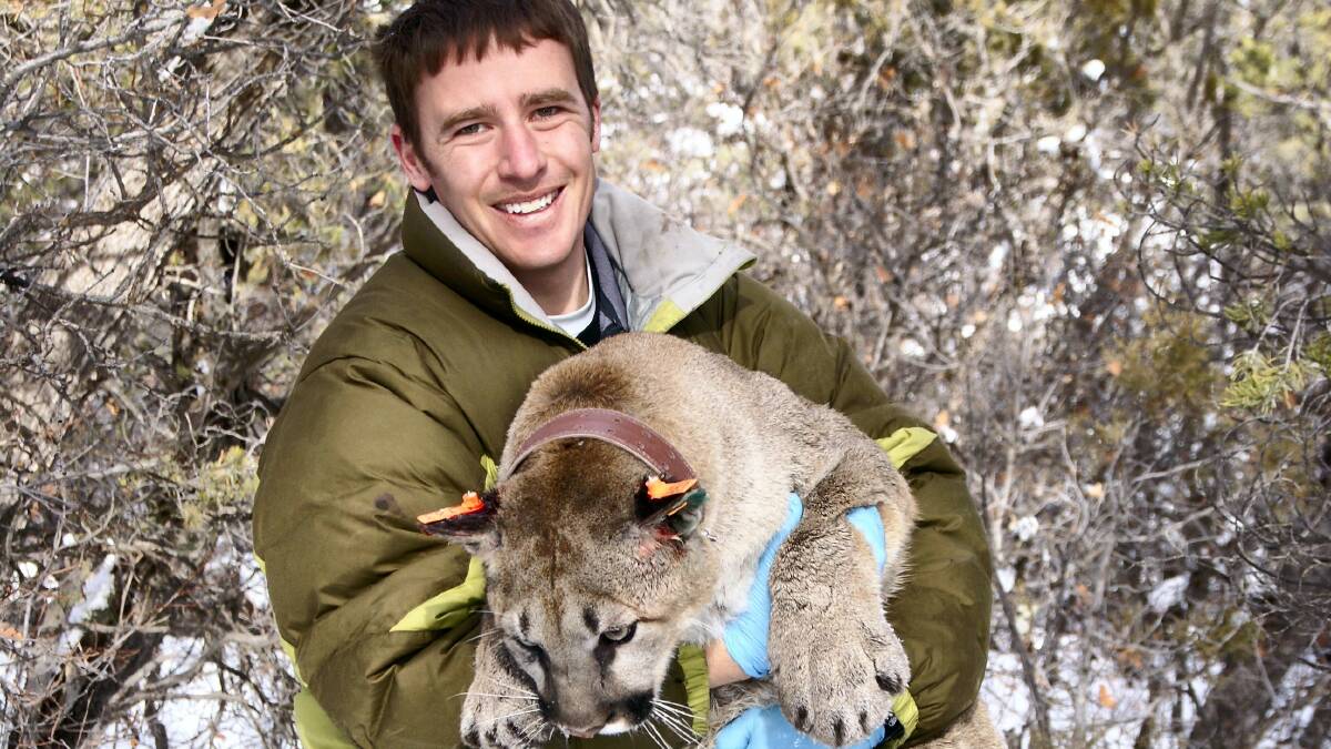 Scott Carver with an 18-month-old female puma, weighing 40 kilograms. He will conduct research to assist disease management in Tasmanian wildlife.
