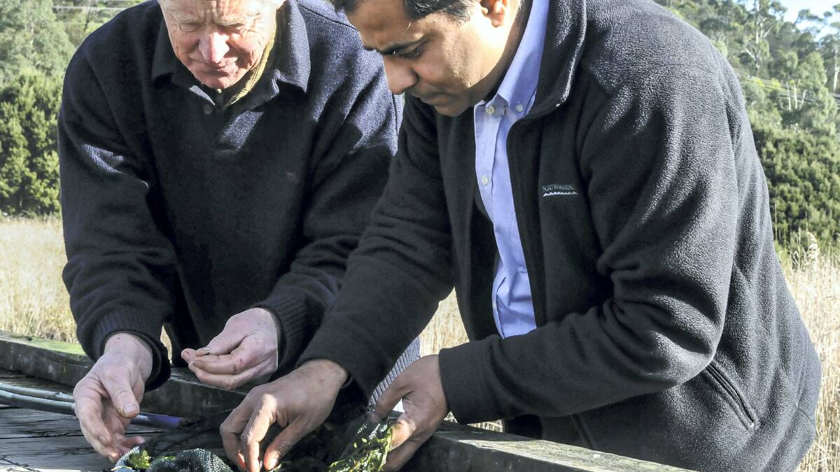 Researchers John Duggin and Dr Jawahar Patil check a net for gambusia yesterday. Picture: NEIL RICHARDSON