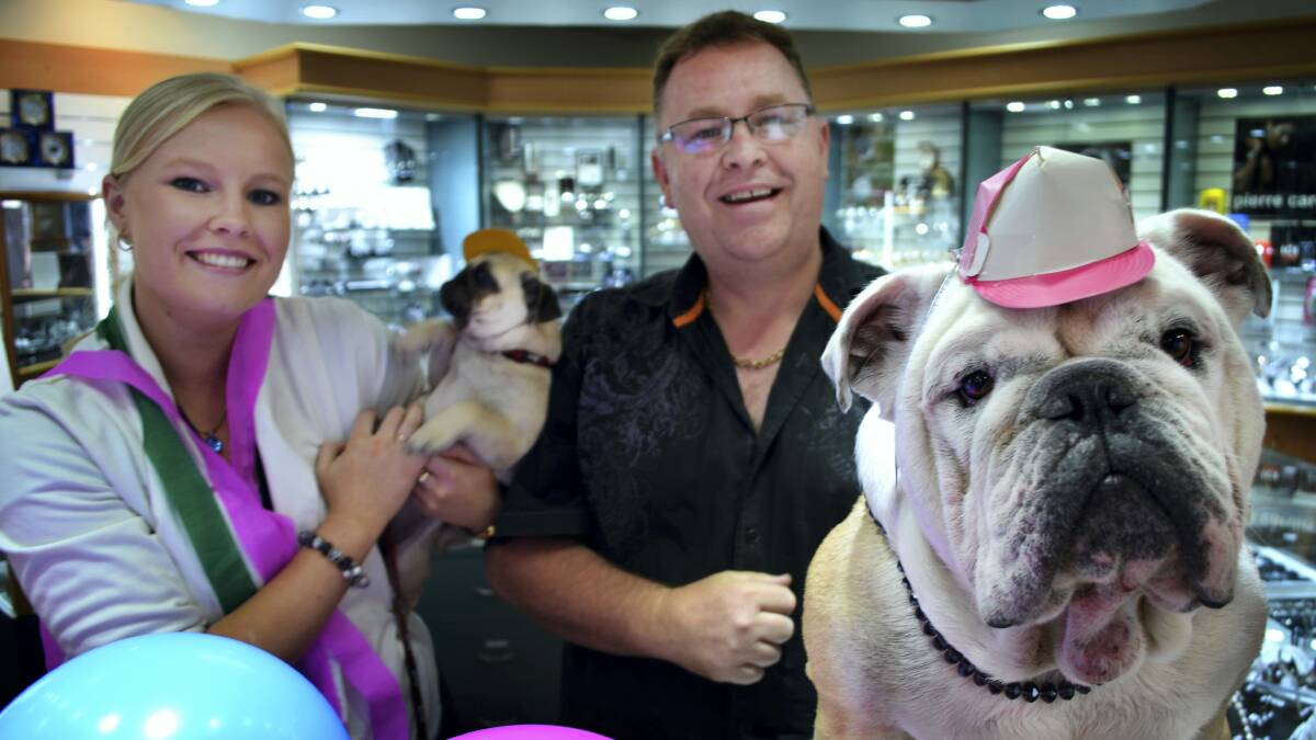 Crazy Day newcomers HAAB Designer Jewellers assistant manager Hayley Haab and owner Tim Haab with pug Archie and bulldog Griffen. Picture: JAMES BRADY
