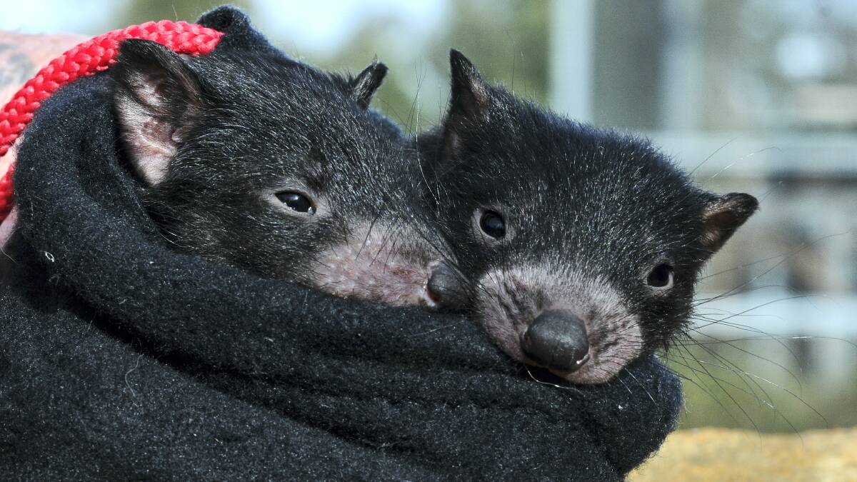 Visitors to Tasmania Zoo have the opportunity to enter a competition to name these two four-month-old Tasmanian devils, with the winner to be announced on National Threatened Species Day on September 7. Picture: NEIL RICHARDSON