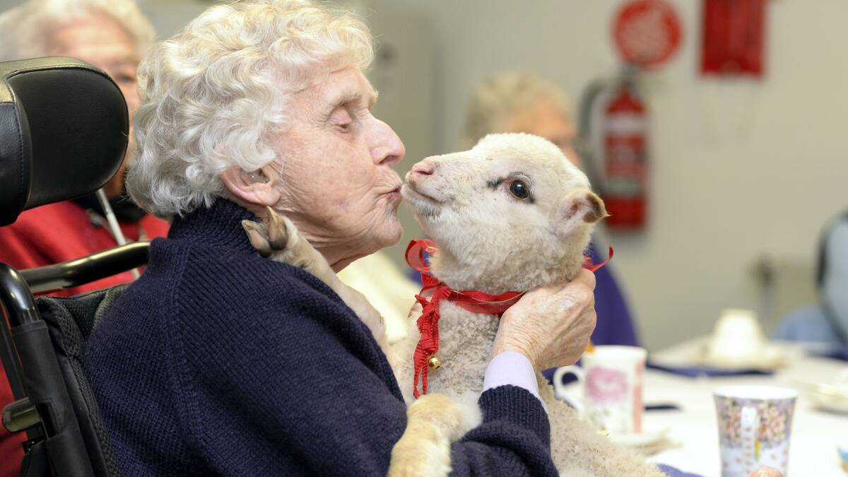 Phyllis Rabe, of Fred French Nursing home, with  Poppie the lamb, and INSET: Margaret Beresford feeds Poppie. Pictures: MARK JESSER