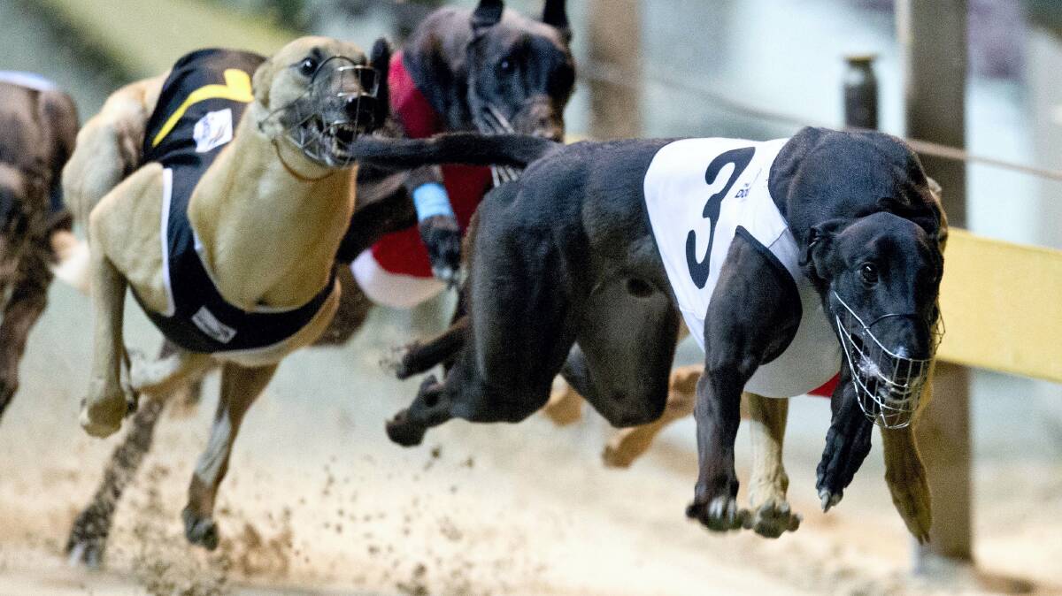 Top Tasmanian greyhound Buckle Up Wes winning his heat of the Golden Easter Egg at Wentworth Park.
