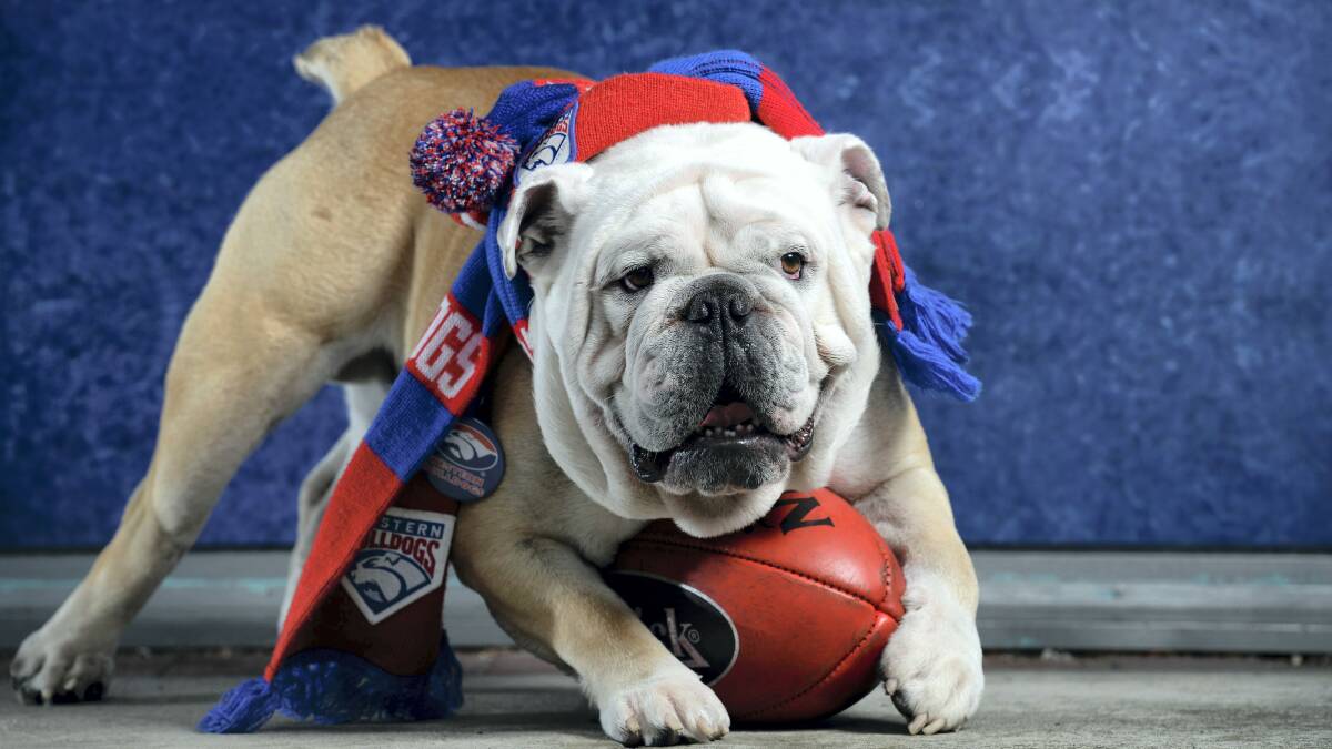 Griffen the bulldog, named after Western Bulldogs captain Ryan Griffen, is owned by Tim and Karen Haab, of South Launceston.  Pictures: MARK JESSER