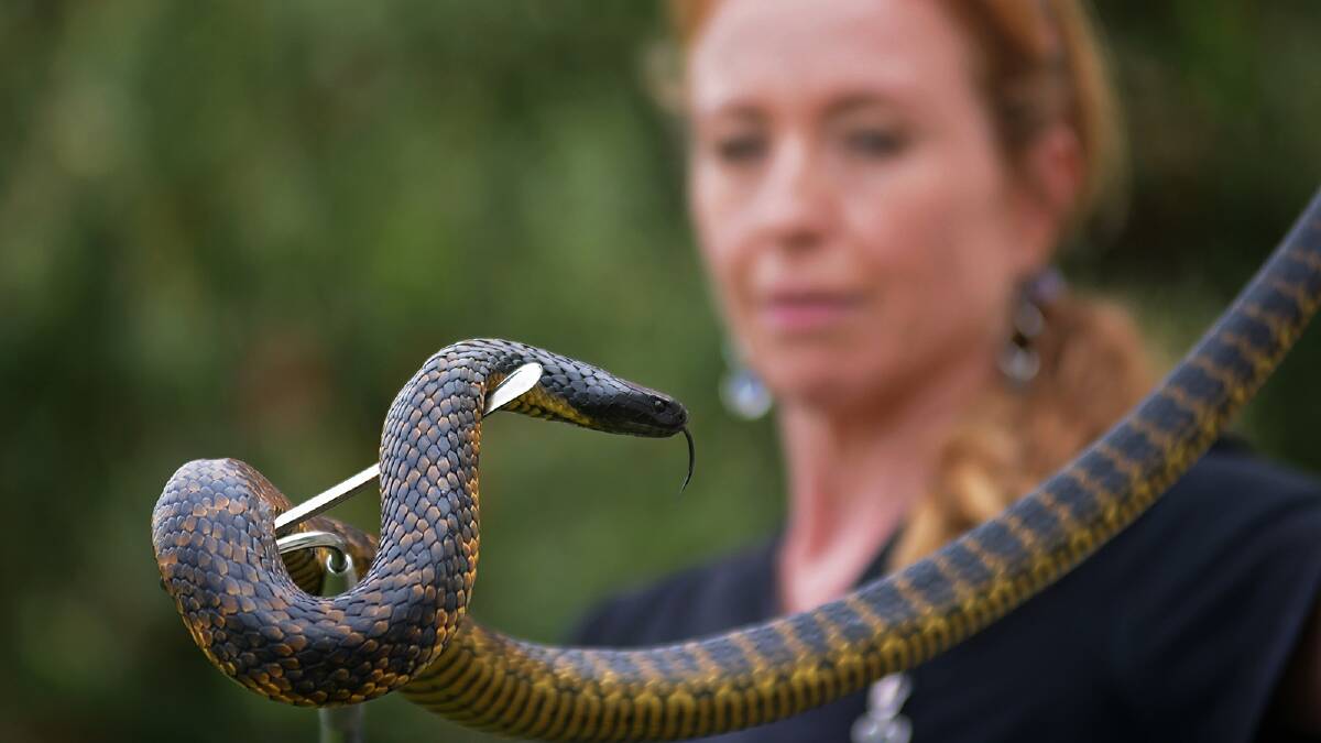 Reptile rescuer and massage therapist Jane Guy of Newstead with a tiger snake. Picture: Phillip Biggs