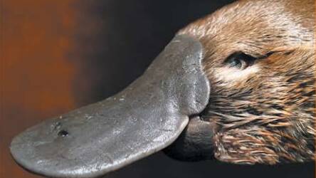 Platypus House is home to Australia's famous monotremes: the platypus and the echidna