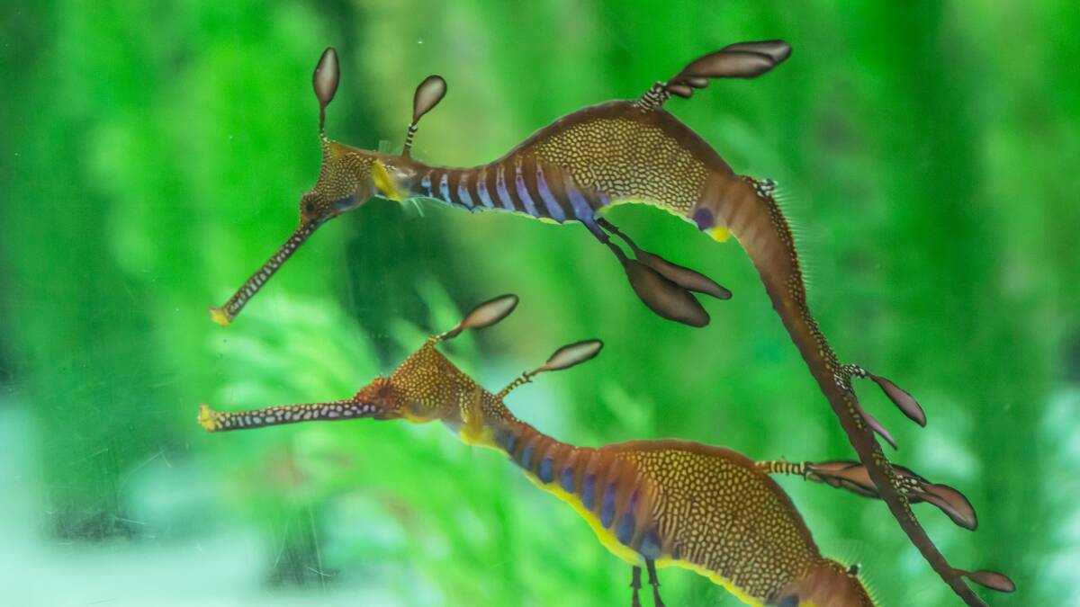 Weedy Seadragons on show at Seahorse World in Beauty Point. Picture: Gary Bell
