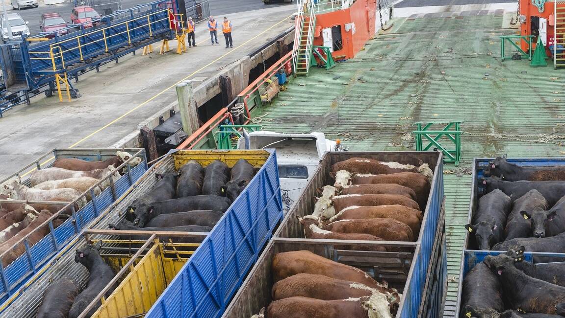 Cattle loaded onto LD Shipping transport ship MV Go Lesath. Picture supplied. 