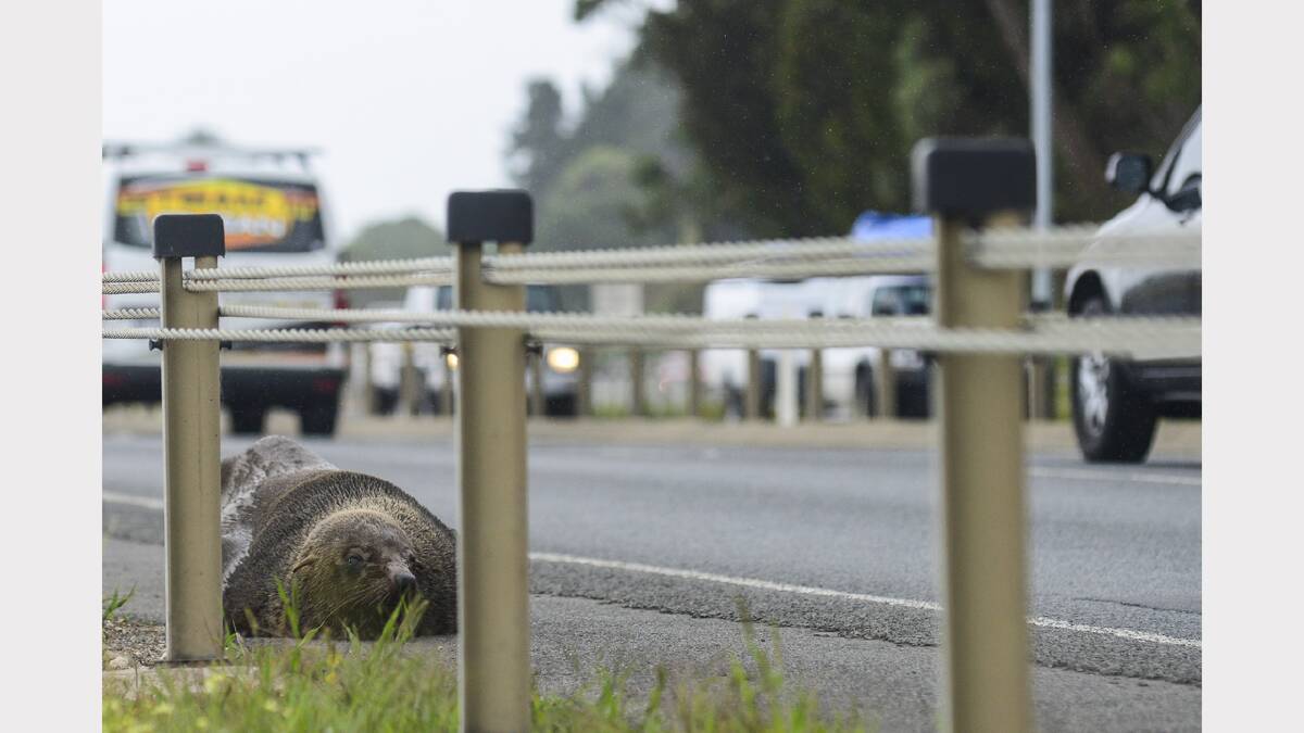 An Australian Fur Seal has caused chaos on the East Tamar Highway this afternoon. Picture: Phillip Biggs 