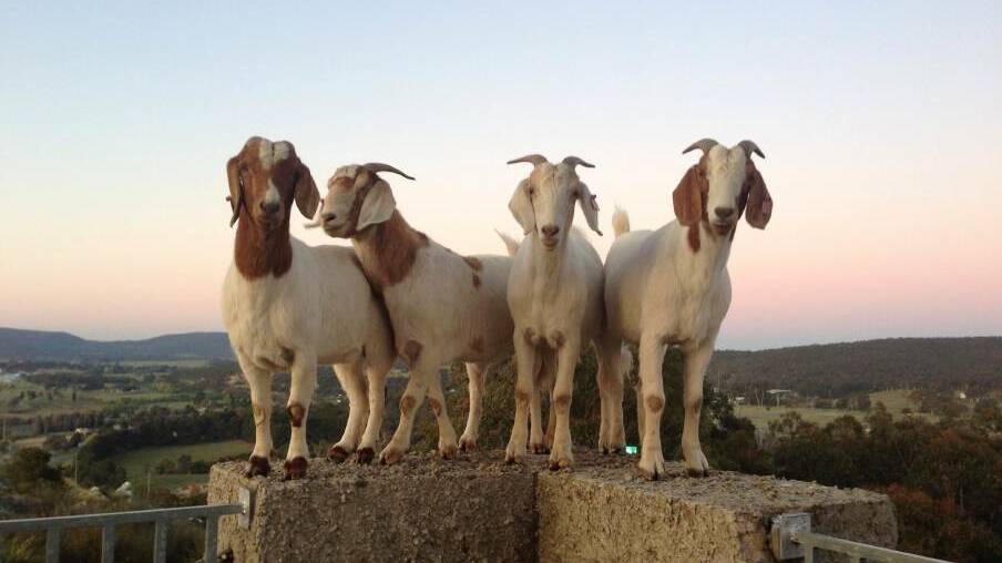 Yes, wild goats have called Rocky Hill their home and like apparitions they seem to appear at various places on the hill at around sunset each evening. (Photo Tash Burleigh)