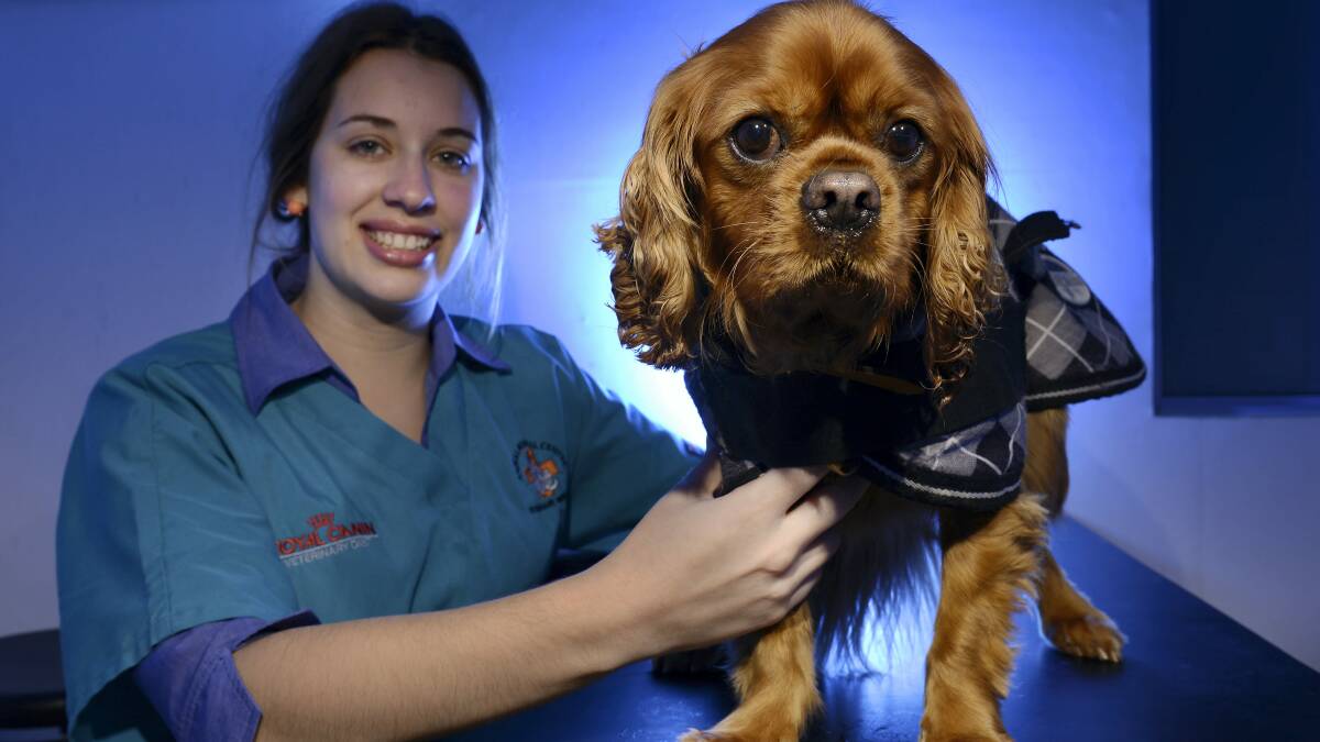 Veterinary nurse Sarah Wilson with Walter, a Cavalier King Charles spaniel at the Launceston Animal Medical Centre. It's important not to neglect your pet's health over winter. 