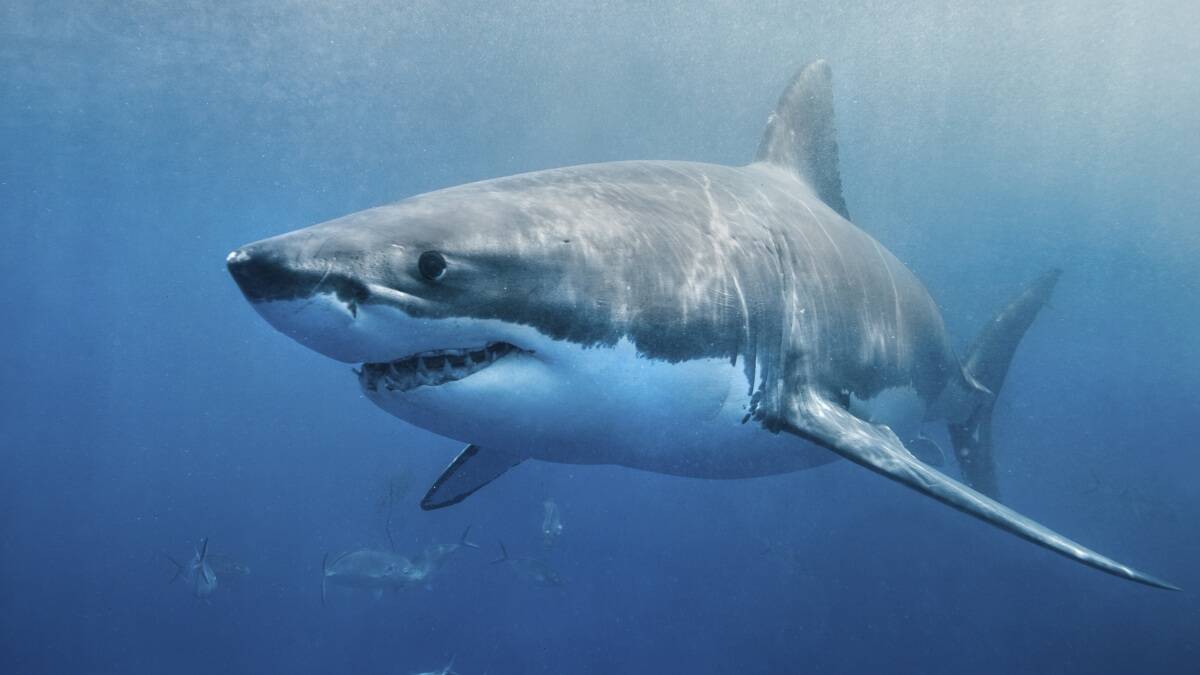 Call for shark sighting hotline