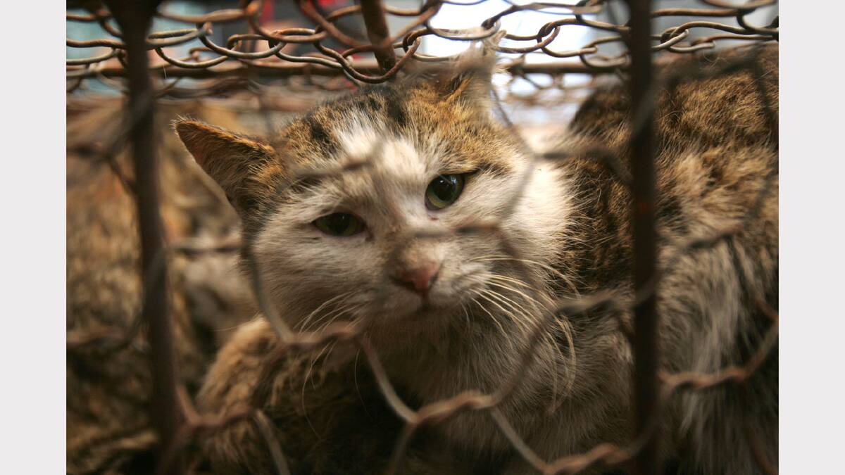 Feral cat trapping program 'great'