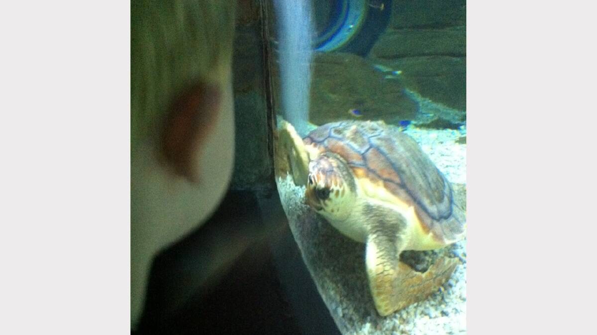 Photo sent in by Christine Thomson - Rosie the turtle at Melbourne Aquarium