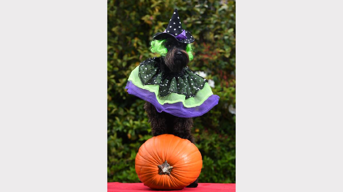 Launceston schnauzer Morrissey gets into the spirit of Halloween with a pumpkin and witch costume yesterday. Picture: MARK JESSER