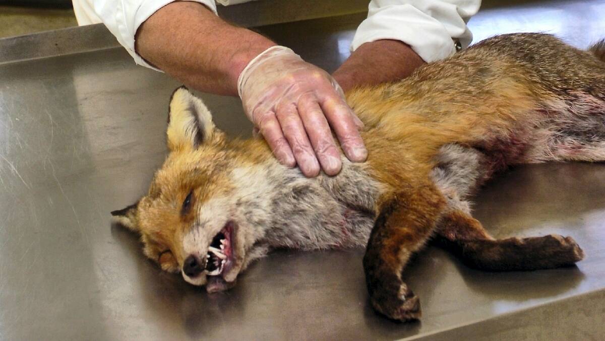 A fox carcass was discovered by a farmer near Cleveland in 2006.