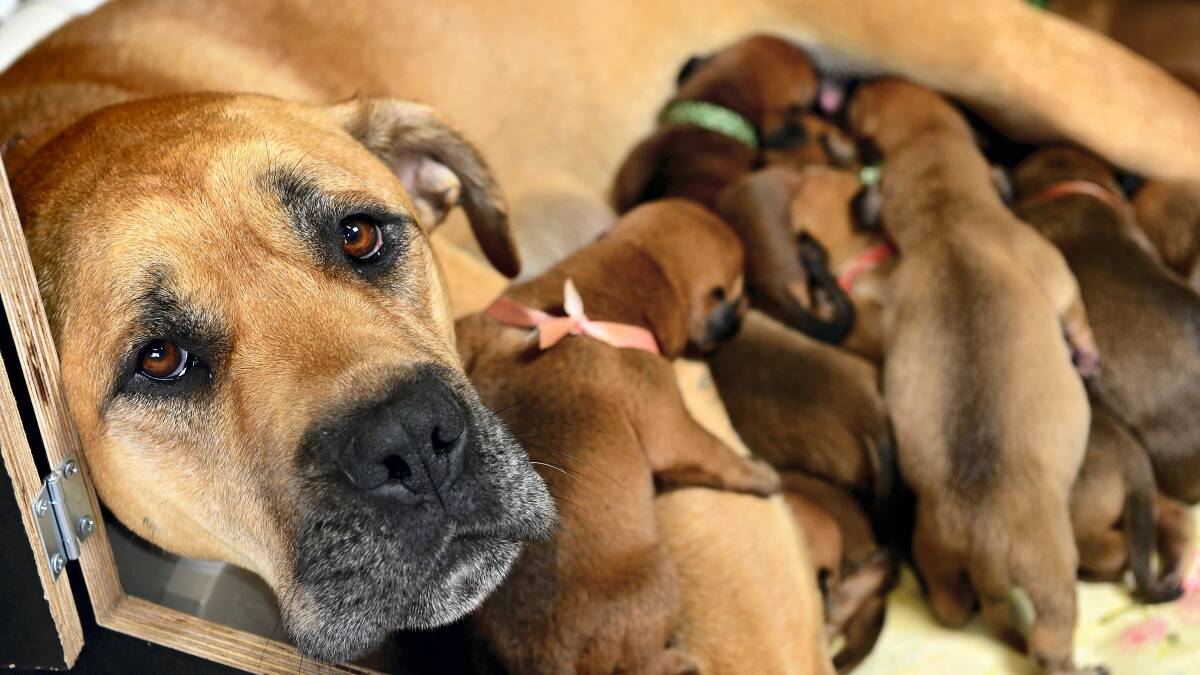 An exhausted-looking Millie the mastiff feeds some of her litter of puppies, which may be an Australian record. Picture: PHILLIP BIGGS