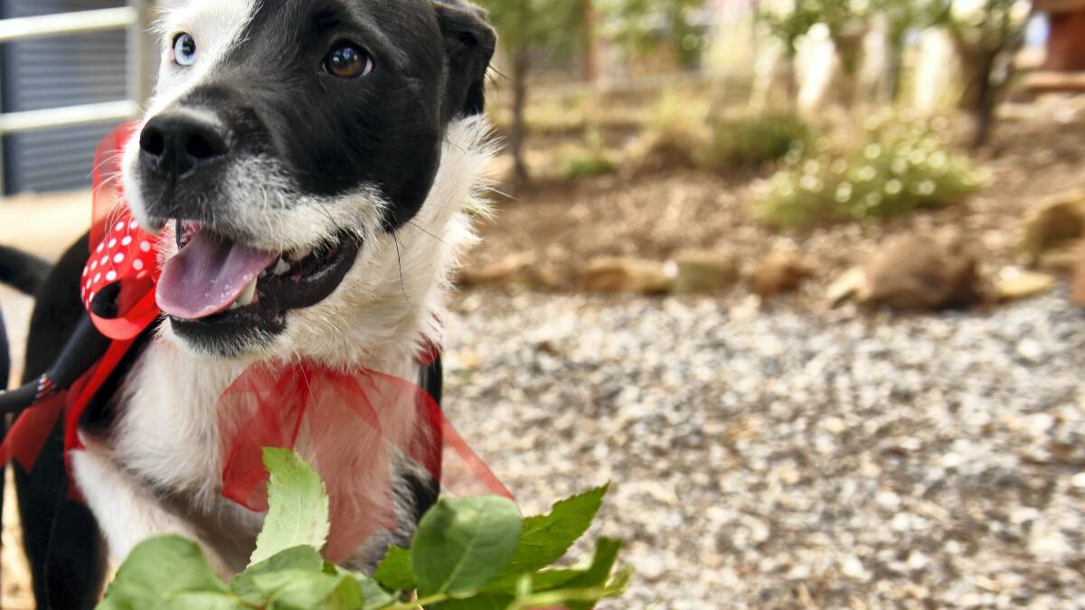 Seven-month-old Domino waits for her valentine to adopt her from the RSPCA’s Launceston shelter. Picture: SCOTT GELSTON